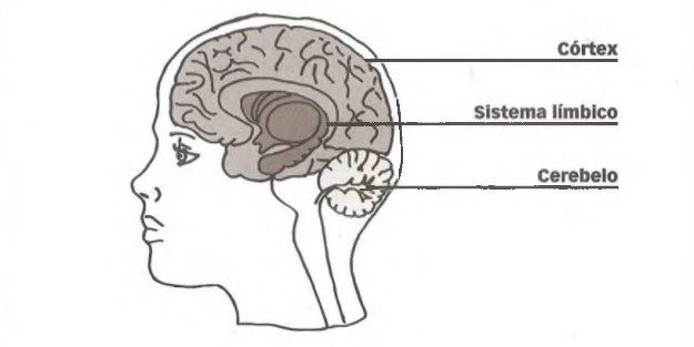 pierluigi-piazzi-aprendendo-inteligncia-volume-1-ano-2007-30-638 (2)